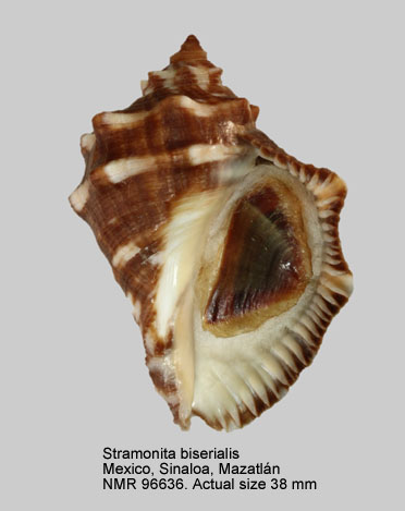 Stramonita biserialis (4).jpg - Stramonita biserialis (Blainville,1832)
